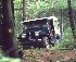 Willys in the Woods